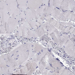 Kir4.1 (KCNJ10) Antibody in Immunohistochemistry (Paraffin) (IHC (P))