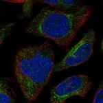 Sgk110 Polyclonal Antibody