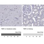 TBR1 Antibody