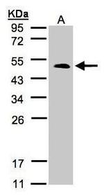 HTR1B Antibody in Western Blot (WB)