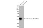 Alpha-Smooth Muscle Actin Antibody in Western Blot (WB)