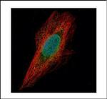 Chk1 Antibody in Immunocytochemistry (ICC/IF)