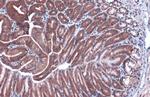 GAPDH Antibody in Immunohistochemistry (Paraffin) (IHC (P))