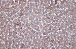 GAPDH Antibody in Immunohistochemistry (Paraffin) (IHC (P))