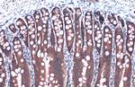 GAPDH Antibody in Immunohistochemistry (Paraffin) (IHC (P))