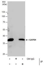 GAPDH Antibody in Immunoprecipitation (IP)