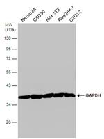 GAPDH Antibody in Western Blot (WB)
