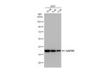 GAPDH Antibody in Western Blot (WB)