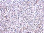 HRH3 Polyclonal Antibody