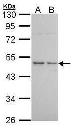HRH3 Antibody in Western Blot (WB)
