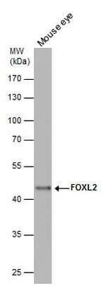 FOXL2 Polyclonal Antibody