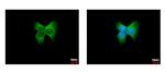 ERp57 Antibody in Immunocytochemistry (ICC/IF)