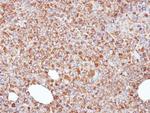 ERp57 Antibody in Immunohistochemistry (Paraffin) (IHC (P))