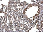 ERp57 Antibody in Immunohistochemistry (Paraffin) (IHC (P))
