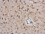 ERp57 Antibody in Immunohistochemistry (Paraffin) (IHC (P))