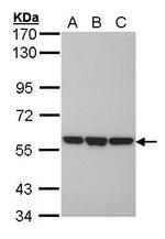 ERp57 Antibody in Western Blot (WB)