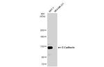 E-cadherin Antibody in Western Blot (WB)
