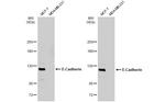 E-cadherin Antibody in Western Blot (WB)