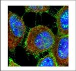 MUC1 Antibody in Immunocytochemistry (ICC/IF)