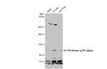 PIK3CA Antibody in Western Blot (WB)