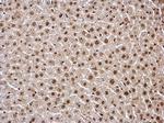 HDAC1 Antibody in Immunohistochemistry (Paraffin) (IHC (P))