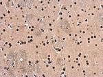 HDAC1 Antibody in Immunohistochemistry (Paraffin) (IHC (P))