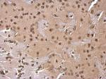 SOD1 Antibody in Immunohistochemistry (Paraffin) (IHC (P))