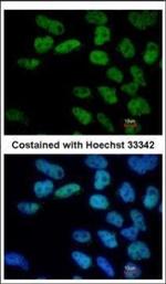 OCT4 Antibody in Immunocytochemistry (ICC/IF)