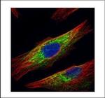 HDAC6 Polyclonal Antibody