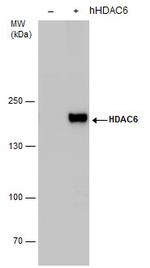 HDAC6 Antibody in Western Blot (WB)
