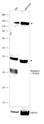 Myogenin Polyclonal Antibody