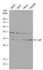 LIF Polyclonal Antibody