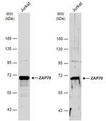 Zap-70 Antibody in Western Blot (WB)
