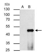 PPAR alpha Antibody in Immunoprecipitation (IP)