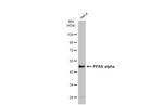 PPAR alpha Polyclonal Antibody