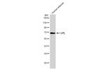 LPL Antibody in Western Blot (WB)