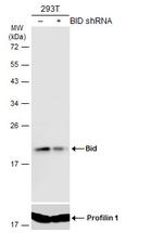 BID Polyclonal Antibody