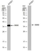 SOX2 Antibody in Western Blot (WB)