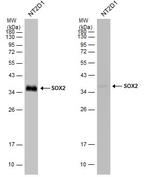 SOX2 Antibody in Western Blot (WB)