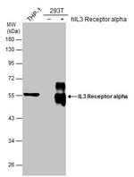 CD123 Antibody in Western Blot (WB)