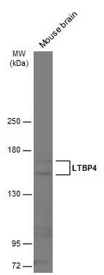 LTBP4 Antibody in Western Blot (WB)