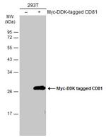 CD81 Antibody in Western Blot (WB)