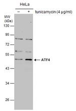 ATF4 Polyclonal Antibody