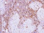 Peripherin Antibody in Immunohistochemistry (Paraffin) (IHC (P))