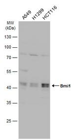 BMI-1 Polyclonal Antibody