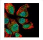 RAN Polyclonal Antibody