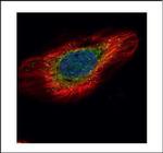 ERP29 Antibody in Immunocytochemistry (ICC/IF)