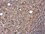 Albumin Antibody in Immunohistochemistry (Paraffin) (IHC (P))