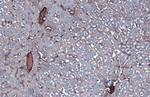 Albumin Antibody in Immunohistochemistry (Paraffin) (IHC (P))