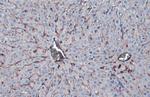 Albumin Antibody in Immunohistochemistry (Paraffin) (IHC (P))